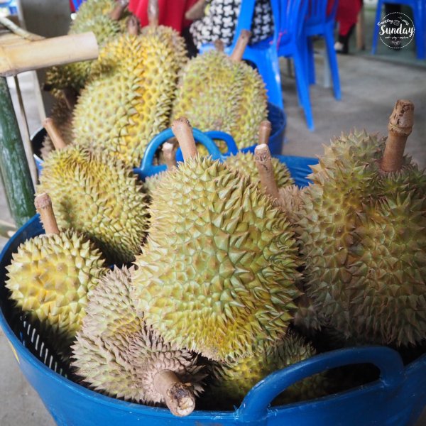 Suan Phuyai Sawet fruits orchard 24