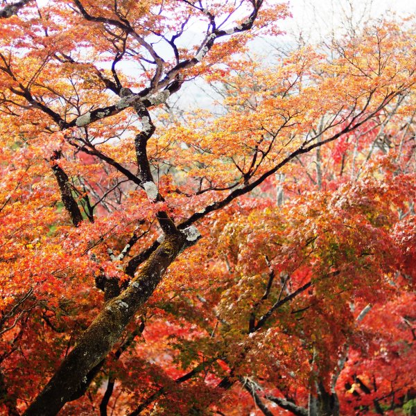 Osaka Kyoto Nara Kobe 248